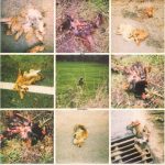 Beef Wellington (2) - That's Me (7", Single)