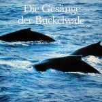 Buckelwale* - Die Gesänge Der Buckelwale (LP, RE)