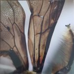 Innerwoud - Dran (LP, EP, RSD, Ltd)