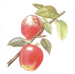 The Rolling Stones-4