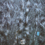 The Altered Beast-1