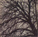 Donovan-1