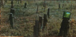 Gene Parsons-2